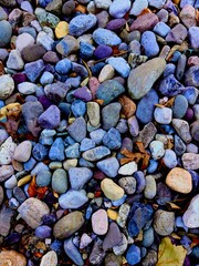 Fall foliage in a blend of amber, gold, and rust colors, captured under soft lighting that accentuates the leaf textures and seasonal atmosphere.
