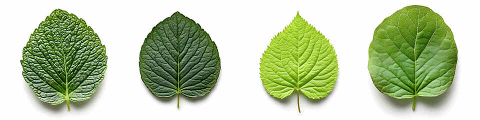 Obraz premium Green Leaves Isolated on White Background, green leaf, foliage, nature, botany, plant