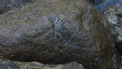crab on the rock