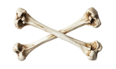 Two crossed bones on transparent background