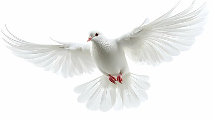 Fototapeta premium White Dove in Flight, pigeon, white pigeon, bird, flying, wings