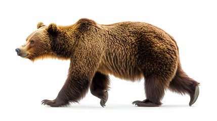 Obraz premium Brown bear walking isolated on white background, grizzly bear, wildlife, animal, mammal, nature