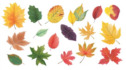 Obraz premium A vibrant collage of colorful leaves from various European trees dances wildly together in the wind, creating a beautiful display of autumn hues. This lively scene captures the essence of fall 