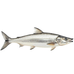 Discover the Elegance of Aquatic Life: A Closeup Look at the Tarpon Fish, Highlighting Its Silver Scales and Unique Features in Marine Photography. Isolated on Transparent Background.  