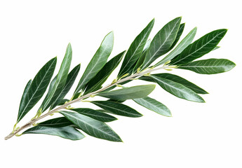Obraz premium Olive Branch with Green Leaves, olive tree, olive leaves, twig, foliage, plant
