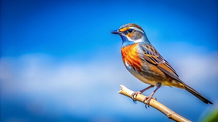 Fototapeta premium A vibrantly colored bird perches on a twig against a backdrop of a clear blue sky with faint clouds, showcasing its intricate plumage and delicate features.