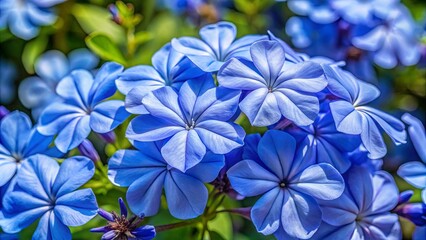 A symphony of delicate, pale blue blossoms with soft, overlapping petals, each one a delicate work of nature.