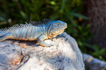 A brightly colored iguana basks in the sunlight on a large rock, its spiky back and scaly skin against the lush green background. 