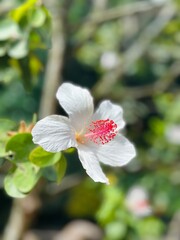 Hibiscus Flower