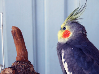 cockatiel