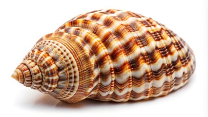 Fototapeta premium Seashell adorned with intricate patterns isolated on white background high angle