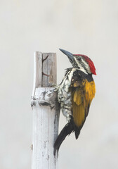 black and yellow macaw