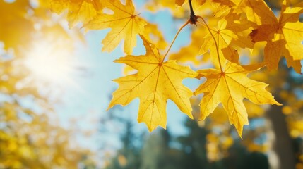 Bright Yellow Leaves in Soft Natural Light