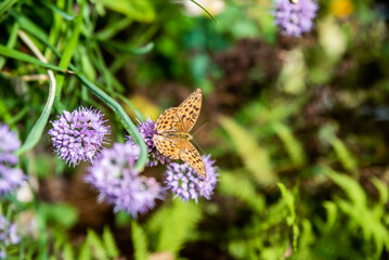 Brenthis daphne, the marbled fritillary butterfly female sitting on allium flower