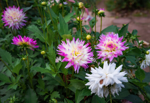 Purple white dahlia flowers Hayley Jane on green background. Russian Far East