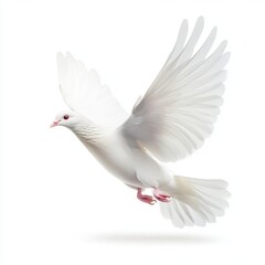 A white dove in mid-flight, symbolizing peace and freedom.