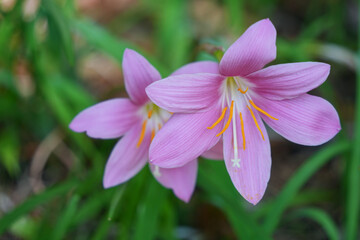 サフランモドキの美しさ