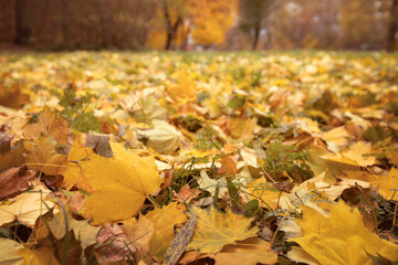 autumn park with fallen leaves on the ground, beautiful yellow carpet