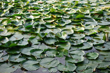 Lake Bled Lilly Pads