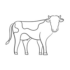 cow