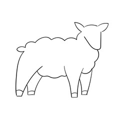 sheep