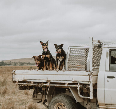 dog on ute