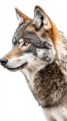 Fototapeta premium wolf isolated on white background