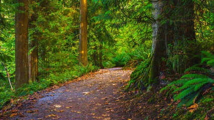 Fototapeta premium Green lichen highlighting exposed roots on Burnaby Mountain, BC, forest trail during Fall.
