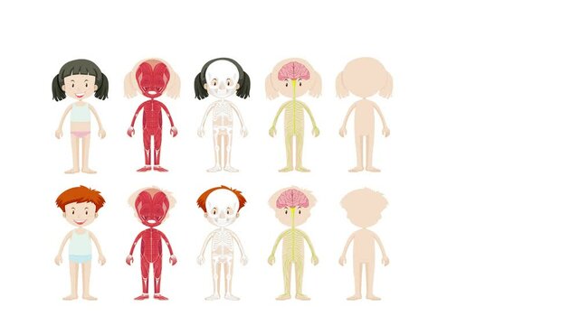 Digestive System Animation for Kids