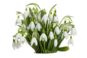 A close-up of delicate snowdrops blooming in early spring, with bright green leaves and pure white petals. Isolated on white background