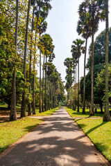 Tree lined avenue in the Botanical Gardens, Kandy, Sri Lanka