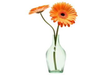 A vibrant orange gerbera flower in a clear glass vase, showcasing the intricate petal details with a long green stem isolated on white background