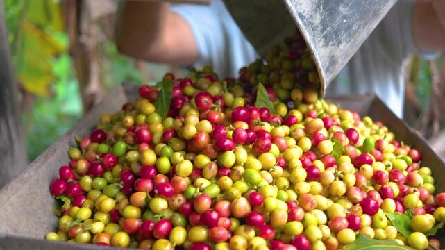Colombian farmer harvesting coffee beans with a bucket