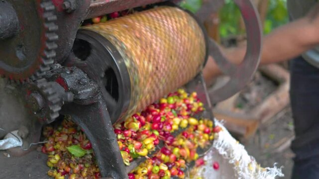 Farmer man pulping Colombian coffee beans with a pulper on a farm
