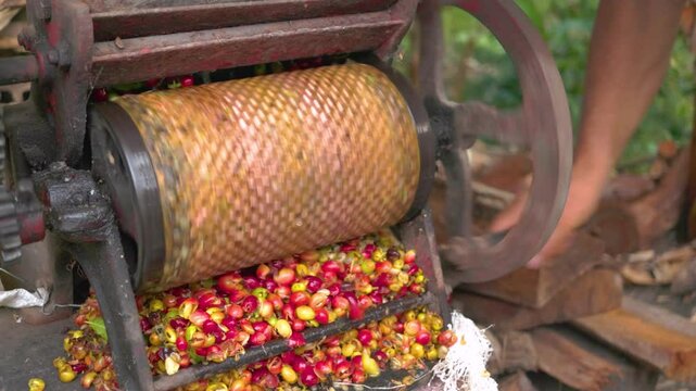 Farmer man pulping Colombian coffee beans with a pulper on a farm