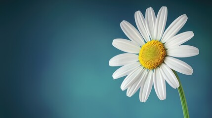 Obraz premium A close-up of a daisy against a soft, blurred blue background, showcasing its white petals and vibrant yellow center.