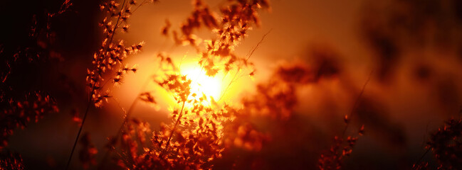 Banner Sunset grass wind autumn meadow in countryside. Panorama Beautiful sunset golden grass field natural flora sunlight outdoor flare. Rural landscape nature plant scene crop view with copy space