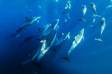 A graceful pod of common dolphins glides through the clear, blue waters off the coast of New South Wales, Australia, showcasing the harmony of ocean life.
