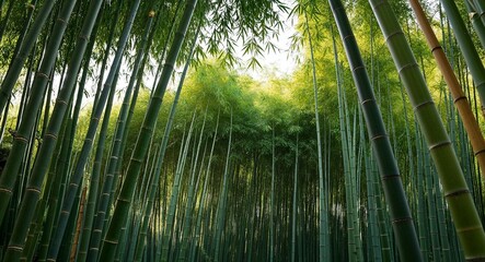 Fototapeta premium Bamboo forest swaying gently in the breeze background tall stalks creating a natural sanctuary filled with soft whispers of nature