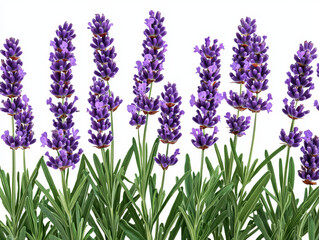Fototapeta premium Lavender flowers in full bloom create stunning display of vibrant purple hues, surrounded by lush green leaves, evoking sense of tranquility and beauty