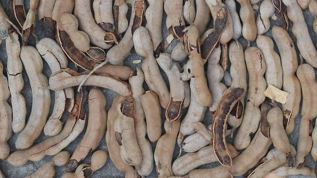 Ripe Tamarind or Imli Fruit Falling on Tamarind Fruit Heap