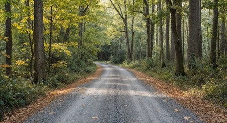 Obraz premium Rustling leaves along a gravel road leading into dense woods background tranquil sounds inviting reflection and exploration of the serene environment