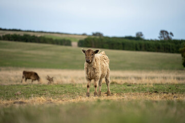 Close up of Angus and Murray Grey Cows eating pasture in Australia.