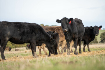 Close up of Angus and Murray Grey Cows eating pasture in Australia.