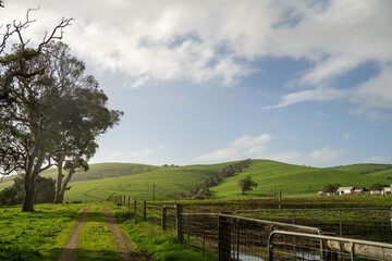 beautiful farming landscape with trees, green grass and rolling hills in australia, sustainable agriculture practice storing carbon