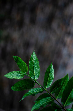 green leaf with water drops