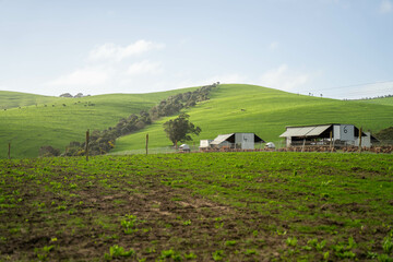 Obraz premium beautiful farming landscape with trees, green grass and rolling hills in australia, sustainable agriculture practice storing carbon