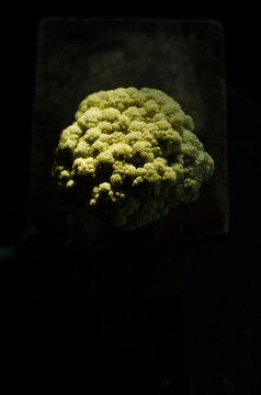 brain in the tree