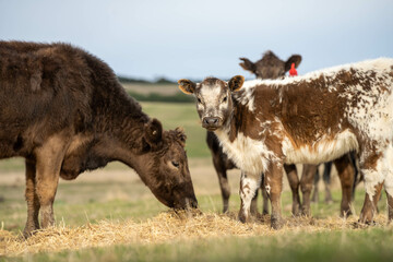 Close up of Angus and Murray Grey Cows eating pasture in Australia.