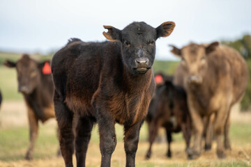 Close up of Angus and Murray Grey Cows eating pasture in Australia.